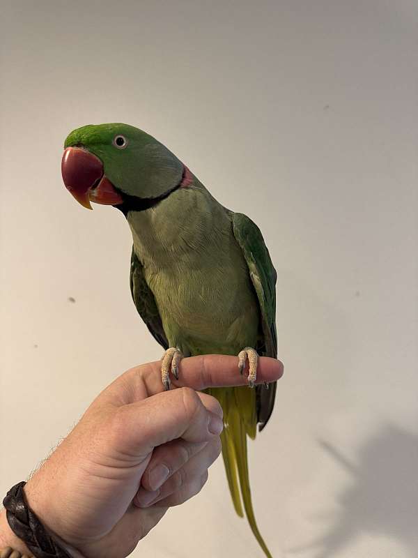 grey-red-cockatiel-for-sale