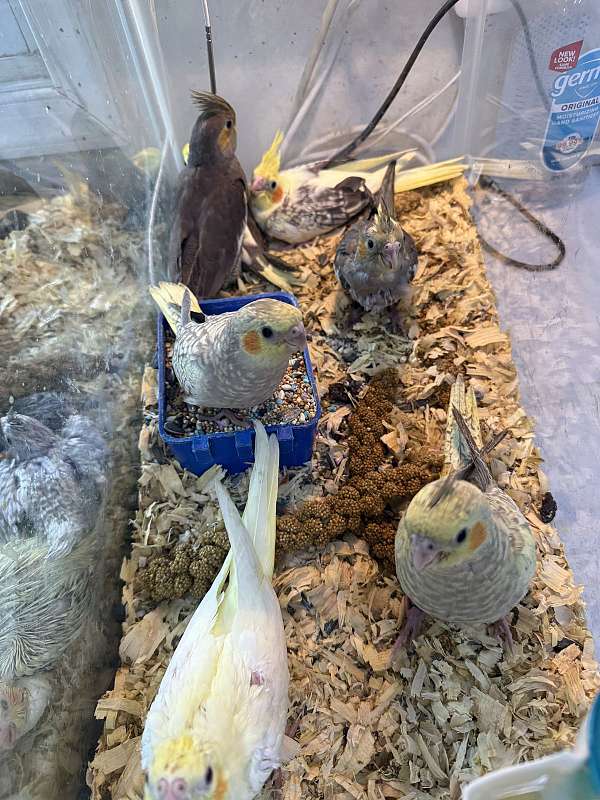 cockatiel-for-sale