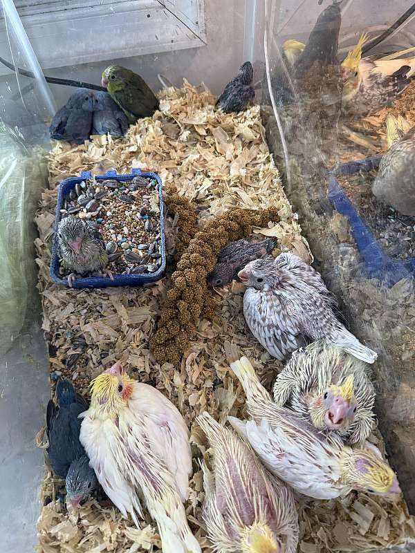 pearl-bird-for-sale-in-hillside-nj
