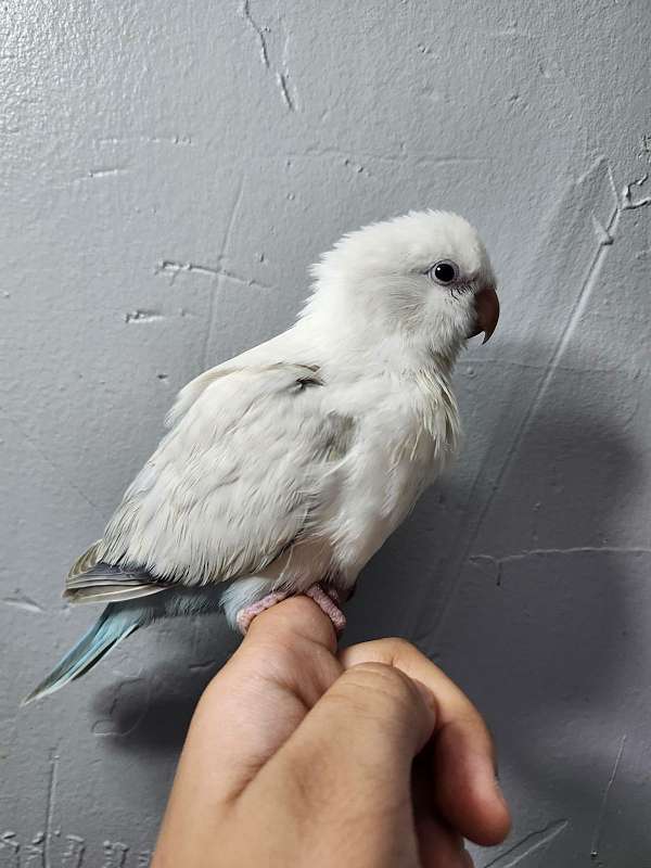 crimson-bellied-conure-for-sale