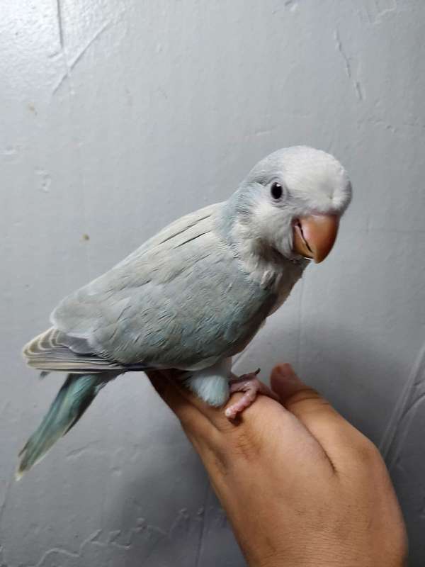 adult-bird