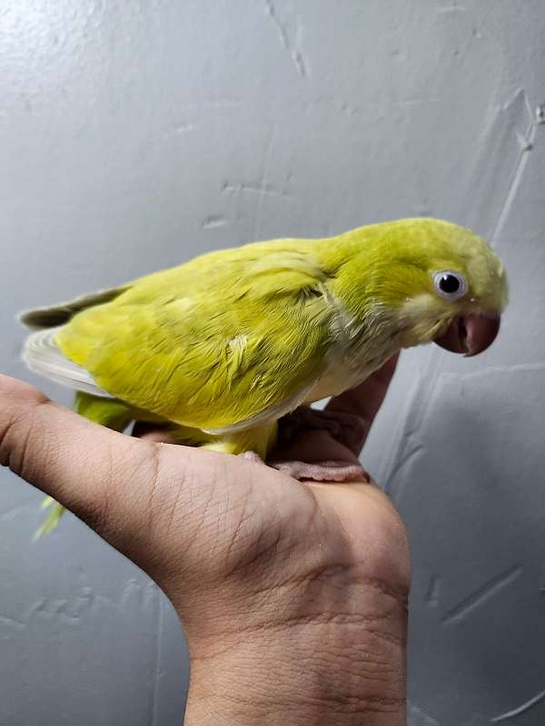 adult-crimson-bellied-conure-for-sale