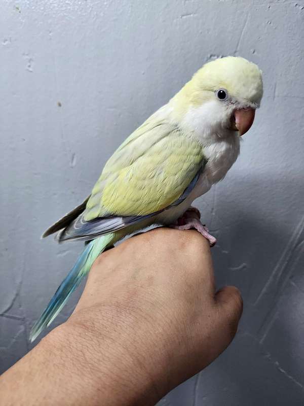 conure-crimson-bellied-conure-for-sale