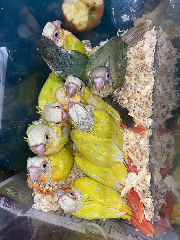 green-cheek-conure-for-sale