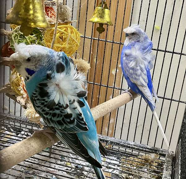 budgerigar-parakeet-for-sale-in-navasota-tx