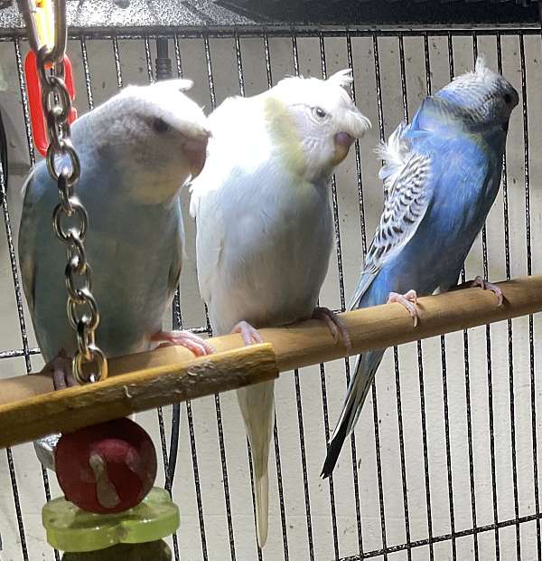 fancy-pet-budgerigar-parakeet-for-sale