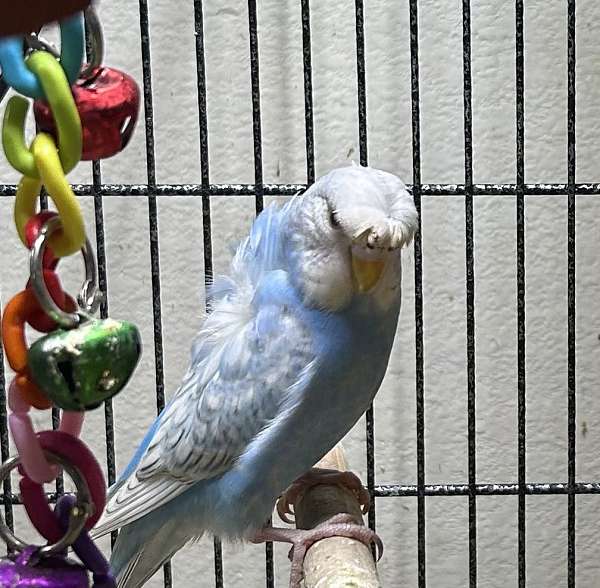 blue-white-fancy-pet-bird-for-sale