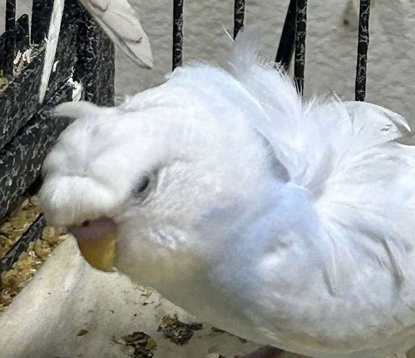 fancy-pet-mixed-bird-for-sale