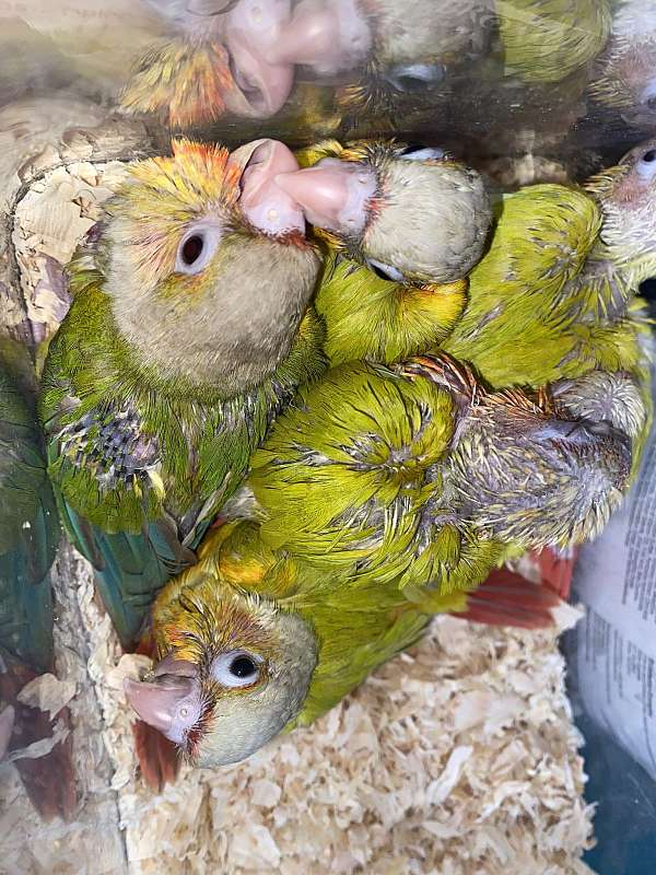 green-cheek-conure-for-sale