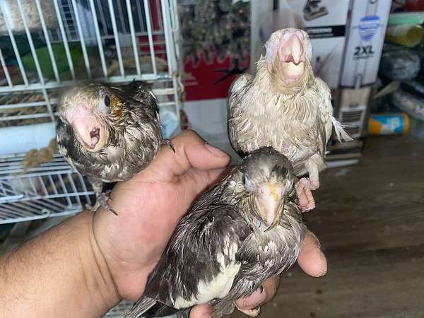 cockatiel-for-sale