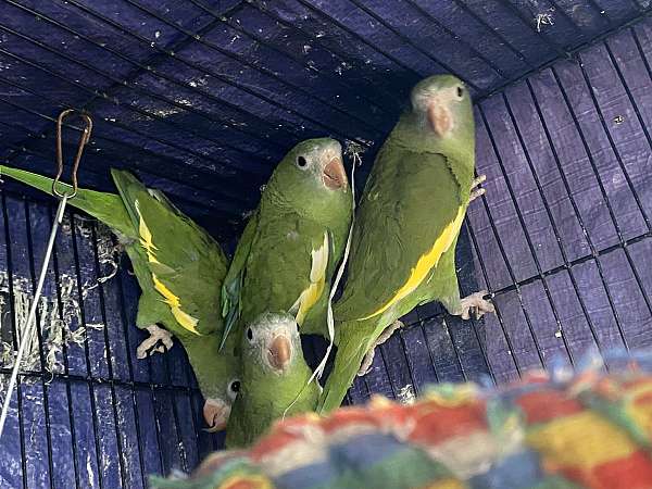 canary-parakeet-for-sale