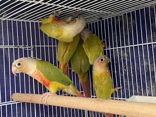 green-cheek-conure-for-sale