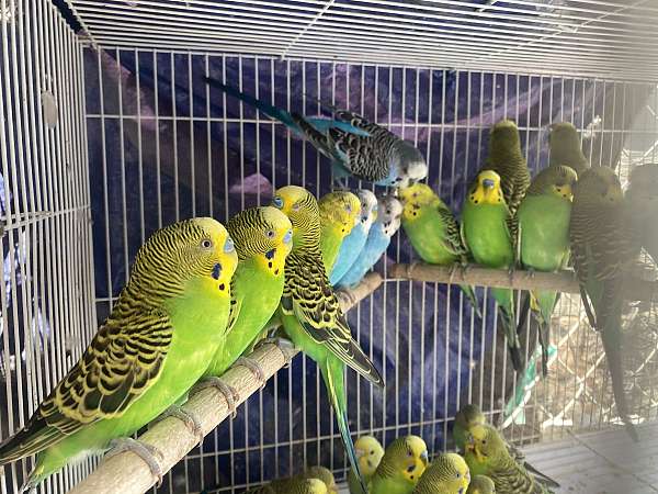budgerigar-parakeet-for-sale