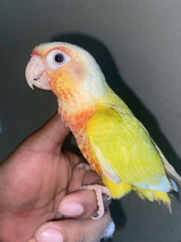 green-cheek-conure-for-sale