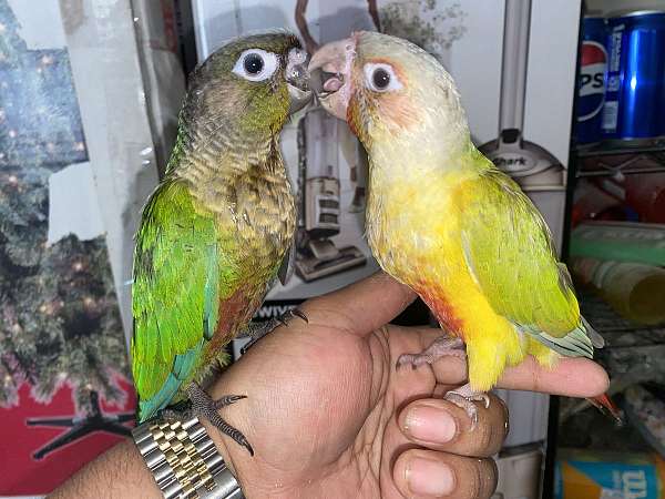 conure-for-sale