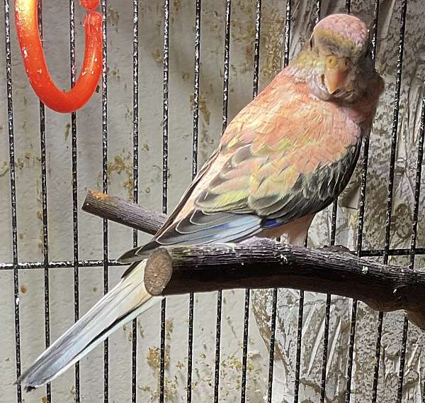 opaline-pink-handfed-bird-for-sale