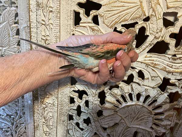 opaline-pink-pet-bird-for-sale