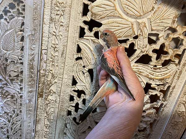 opaline-pink-quiet-bird-for-sale