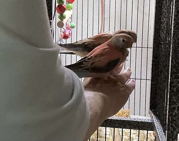 baby-opaline-pink-bird-for-sale