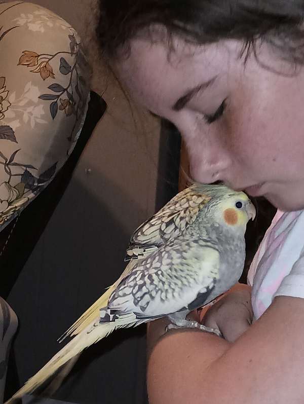 companion-handfed-bird-for-sale-in-collinsville-va