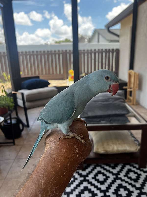 ringneck-parakeet-for-sale-in-winter-springs-fl