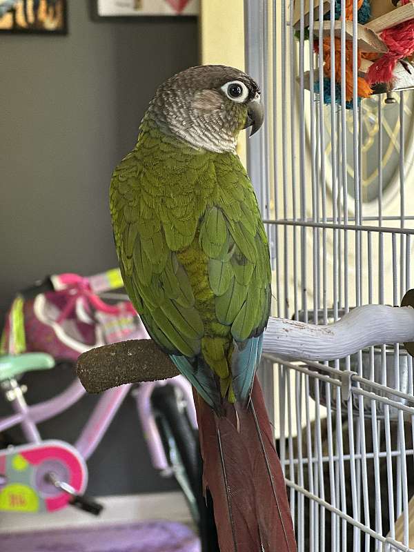 green-cheek-conure-for-sale