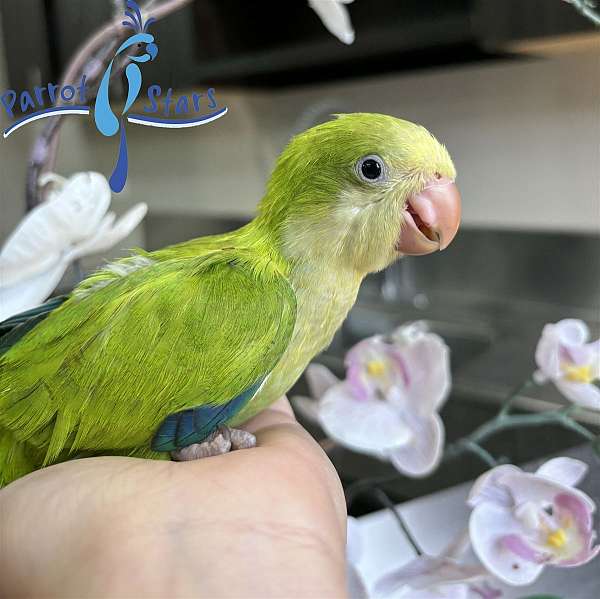 quaker-parrots-for-sale