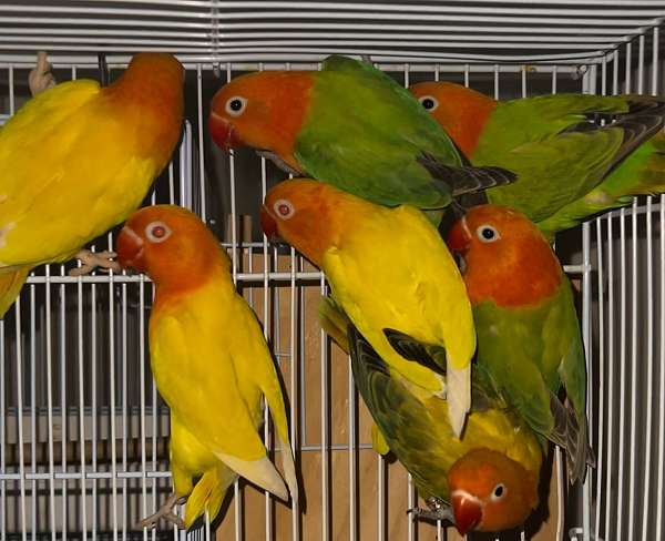 fischers-lovebird-for-sale