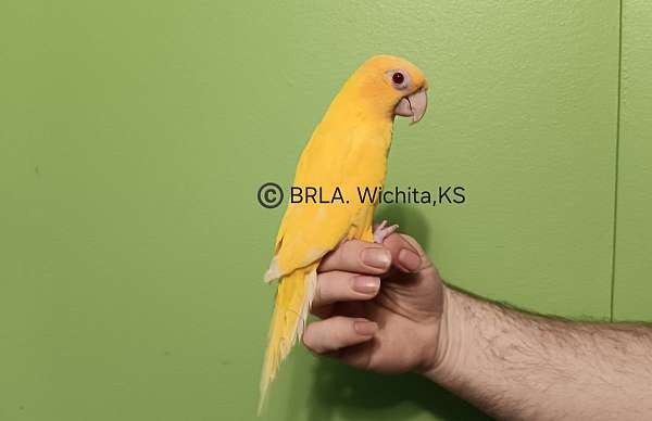 pineapple-dusky-conure-for-sale