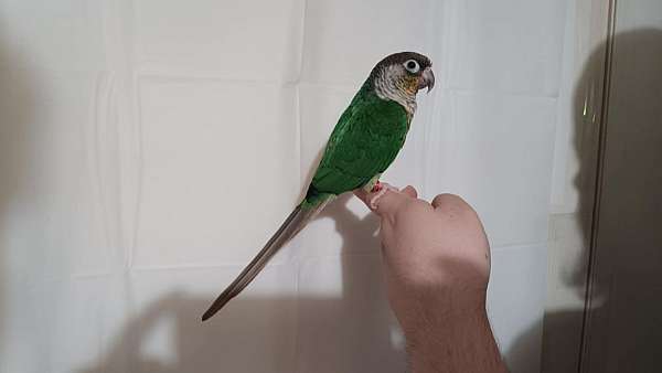 conure-for-sale