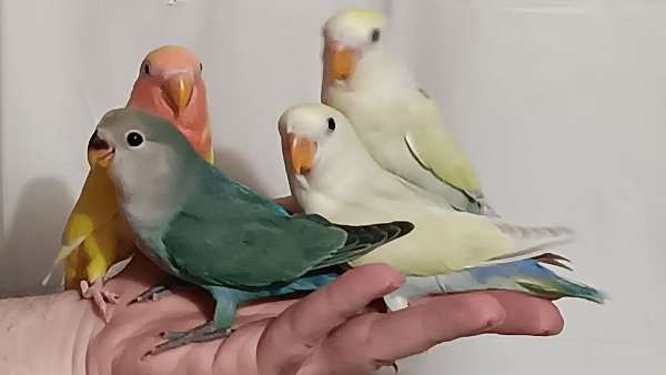 lovebird-for-sale
