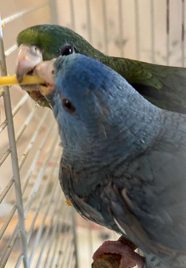 lineolated-parakeet-for-sale-in-west-palm-beach-fl