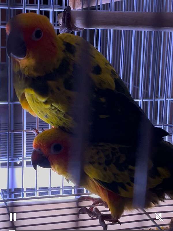 conure-for-sale
