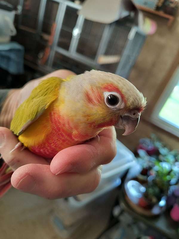 conure-for-sale
