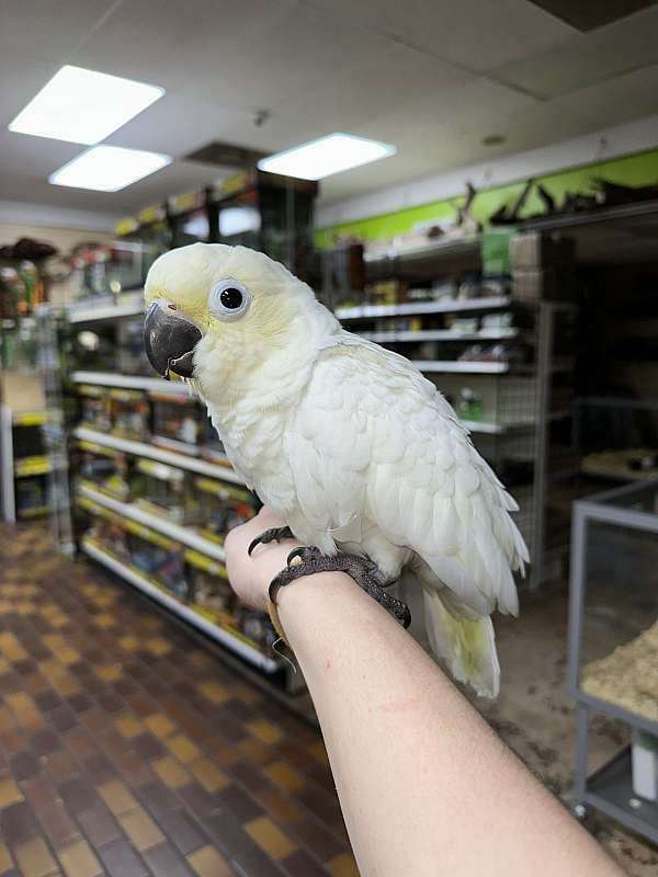 goffin-cockatoo-for-sale