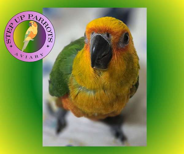 companion-playful-conure-jenday-conure-for-sale