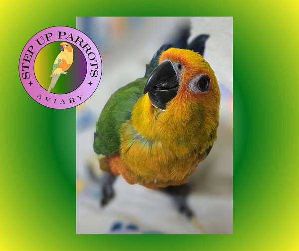 companion-playful-bird-for-sale-in-pensacola-fl