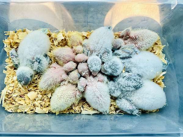 blue-cobalt-rare-bird-for-sale