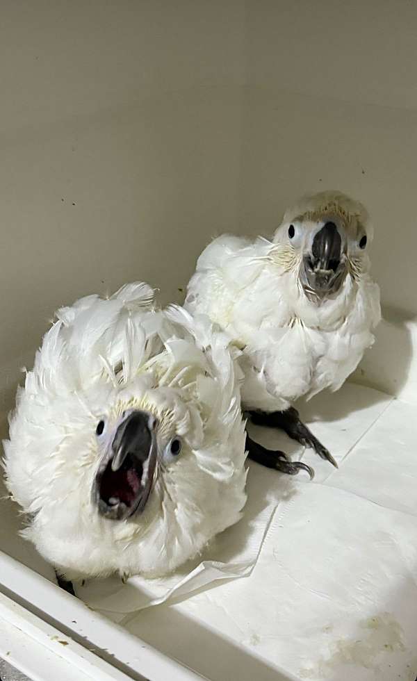 cockatoo-umbrella-cockatoo-for-sale-in-cutler-bay-fl