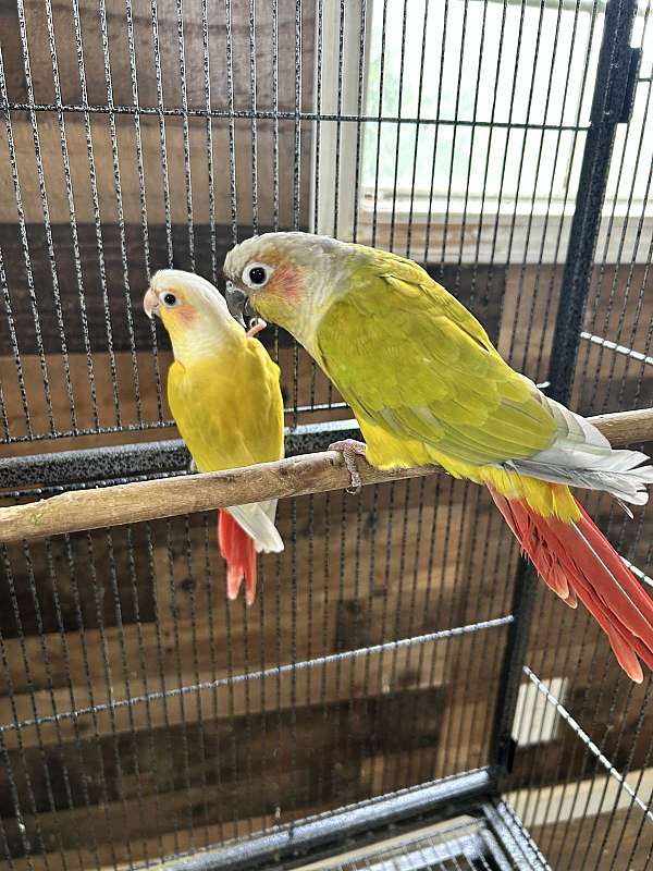male-female-bird-for-sale-in-gainesville-ga