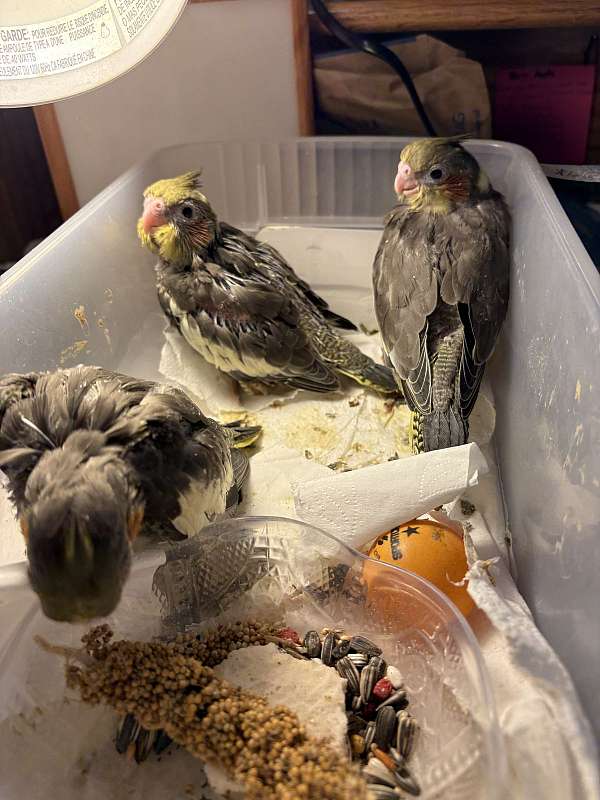 cockatiel-for-sale-in-milford-de