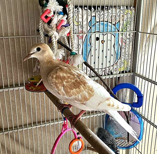 tangerine-bird-for-sale-in-missouri