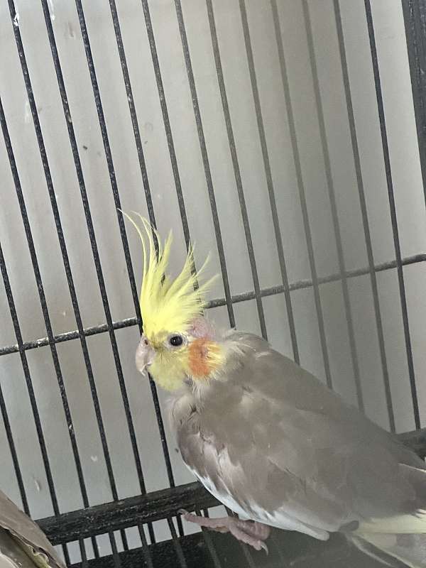 baby-bird-for-sale-in-smyrna-tn