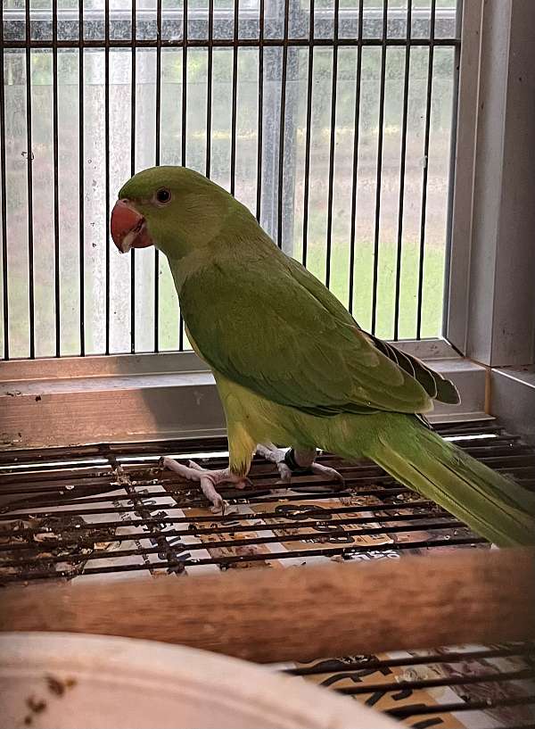 handfed-pet-bird-for-sale-in-fuquay-varina-nc