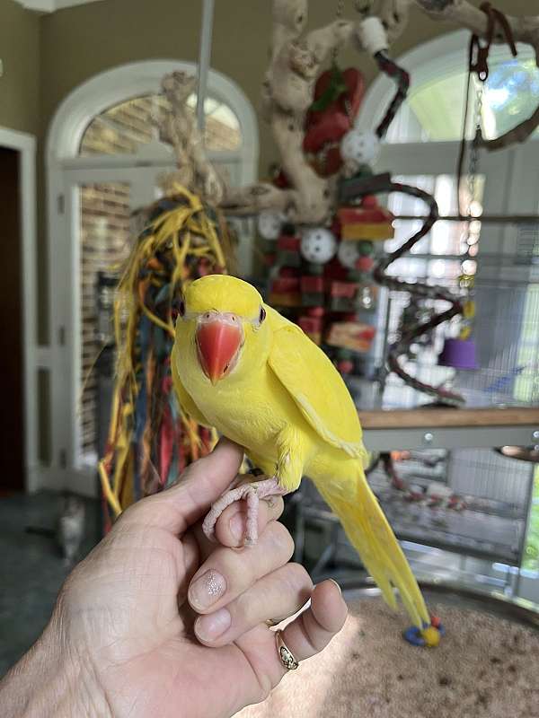 lutino-yellow-bird-for-sale-in-fuquay-varina-nc