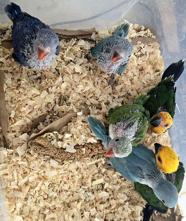 pet-bird-for-sale-in-monroe-oh