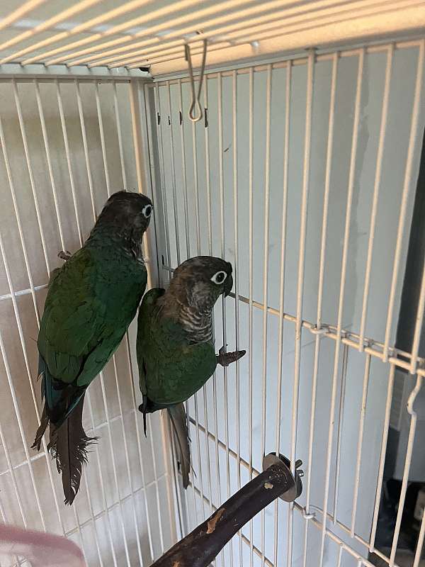 conure-for-sale-in-trenton-nc
