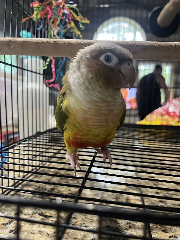 bird-for-sale-in-trenton-nc