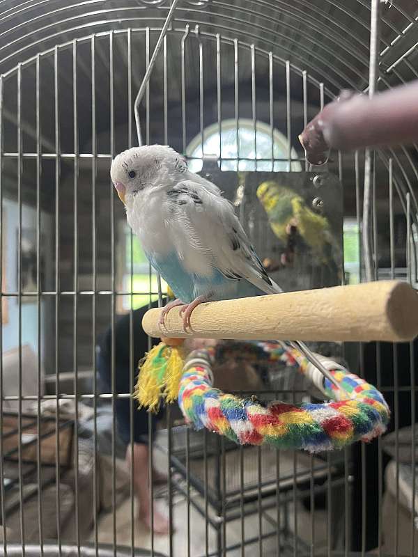 parakeet-for-sale-in-trenton-nc
