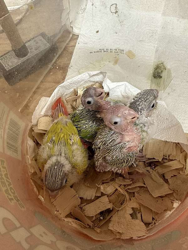 green-cheek-conure-for-sale